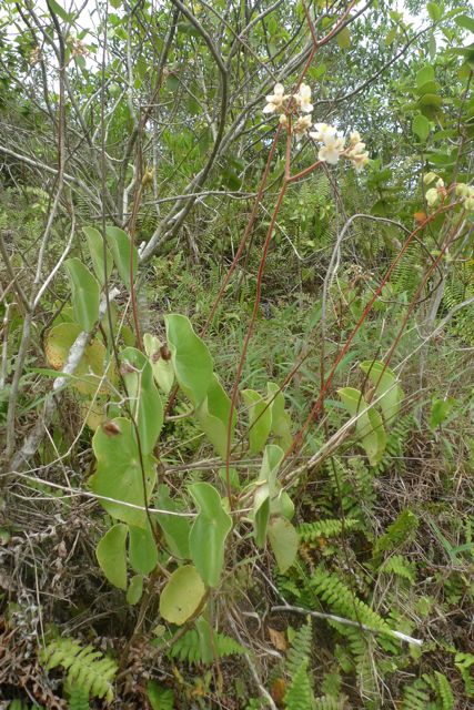 B. goldingiana
